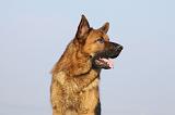 BERGER ALLEMAND 910